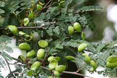 Caesalpinia coriaria